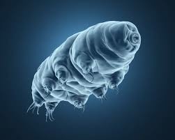 tardigrade